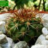 Copiapoa_ taltalensis _ssp.taltalensis_ GC298.05 _01